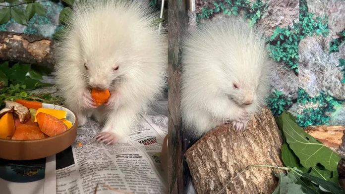Albino Porcupine Baby Rescued in Maine: A Rare Sight Albino Porcupine Baby Rescued in Maine: A Rare Sight