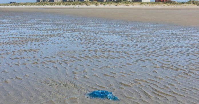 Πυρηνικός σταθμός Gravelines: Μέδουσες “έβαλαν λκέτο” ξανά Πυρηνικός σταθμός Gravelines: Μέδουσες "έβαλαν λκέτο" ξανά